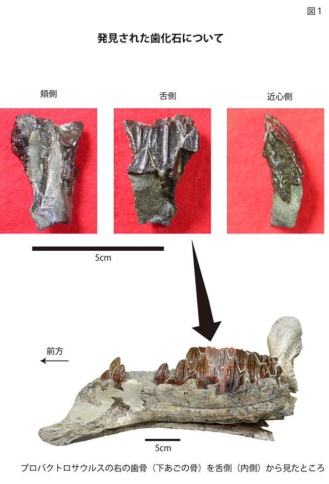 プロバクトロサウルスの右の歯骨（下あごの骨）を舌側（内側）から見たところ 画像提供：西海市教育委員会・福井県立大学