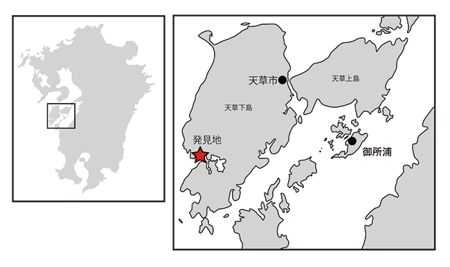 図1.化石の発見地（熊本県天草市天草町）。