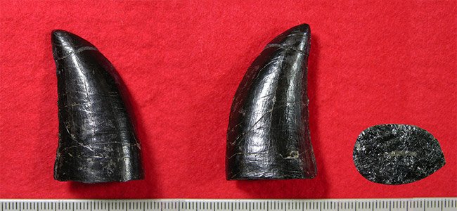 図2.天草市天草町から発見された、大型獣脚類の歯。