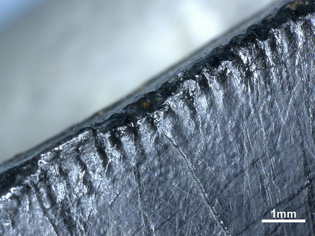 図3.天草市天草町から発見された、大型獣脚類の歯の鋸歯。