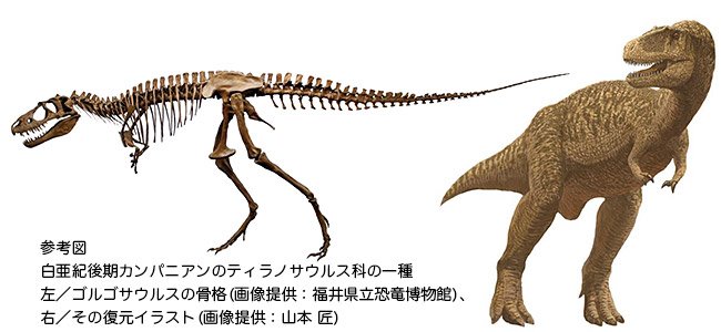 図4.参考図 白亜紀後期カンパニアンのティラノサウルス科の一種、ゴルゴサウルスの骨格（左／画像提供：福井県立恐竜博物館）とその復元イラスト（右／画像提供：山本 匠）
