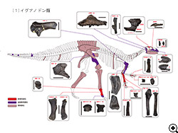 (1)イグアノドン類の化石