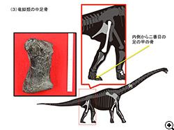 (3)竜脚類の中足骨