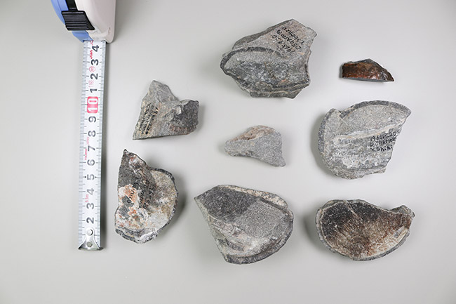 図1.卵殻化石標本計8点