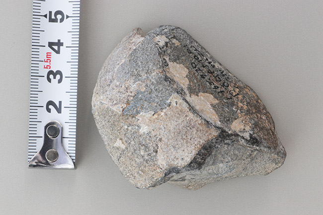 図2.卵殻化石標本の拡大
