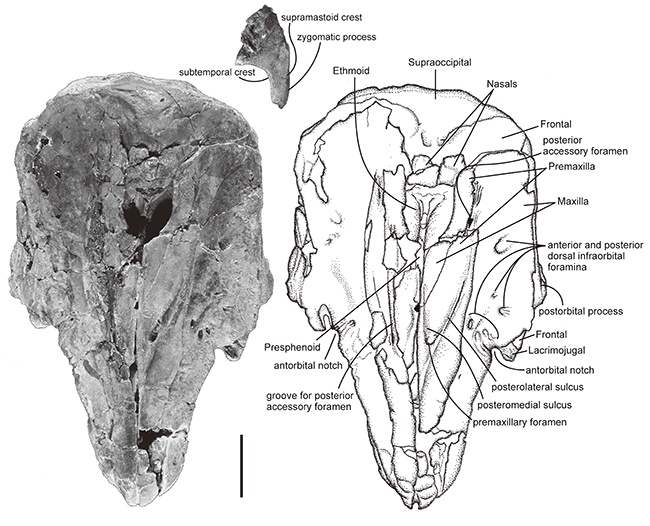 図2.頭骨背側