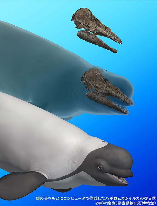 図3.頭の骨をもとにコンピュータで作成したハボロムカシイルカの復元図