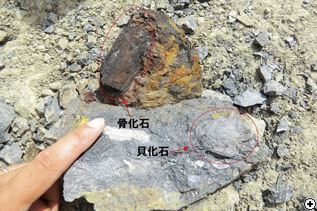 今日見つかった骨化石の1つ