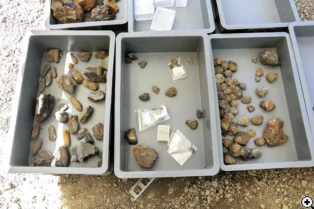 たくさん見つかっている貝化石の一部