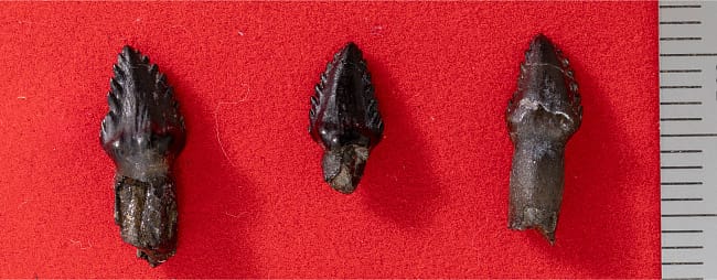 画像3. ヨロイ竜類の歯（目盛りは1 mm）