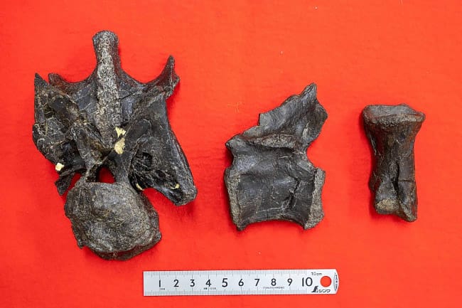 画像1. 発見された獣脚類化石。左から順にA 頚椎（前面）、B 尾椎（側面）、C 趾骨（上面）。