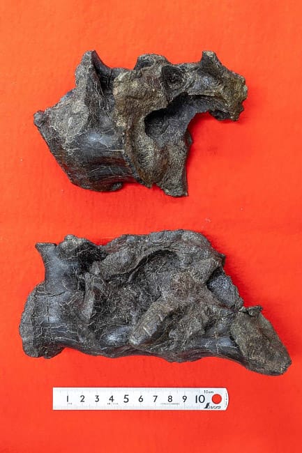 画像2. 発見された鳥脚類の仙椎化石（2点）。