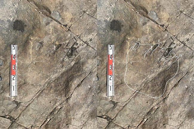 画像3. 足跡層A に保存されていた竜脚類の右後足の足跡化石（凹型）。