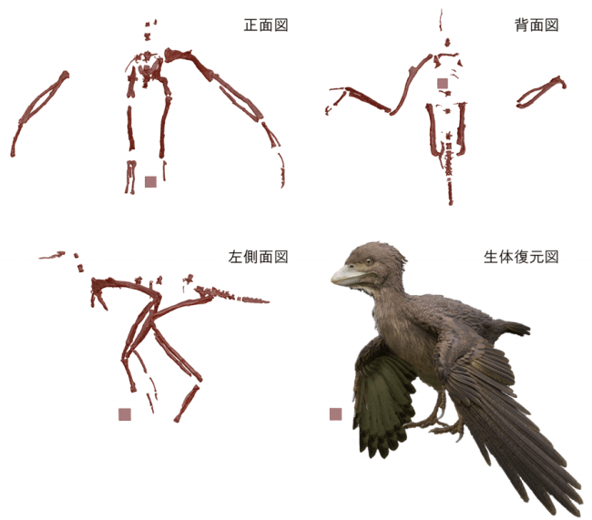 図2.
                    各図の正方体の1辺は1cm。フクイプテリクス生体復元図制作：吉田雅則（神戸芸術工科大学）。