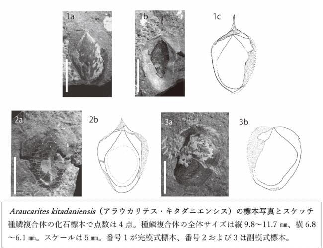 アラウカリテス・キタダニエンシスの標本写真とスケッチ