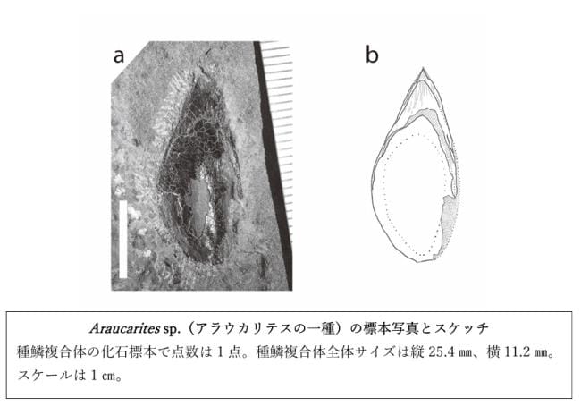 アラウカリテスの一種の標本写真とスケッチ