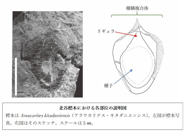 北谷標本における各部位の説明図