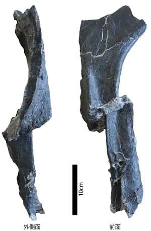 図3. 発見された肋骨の化石