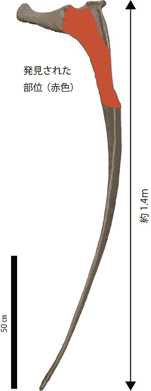 図4. 復元された肋骨