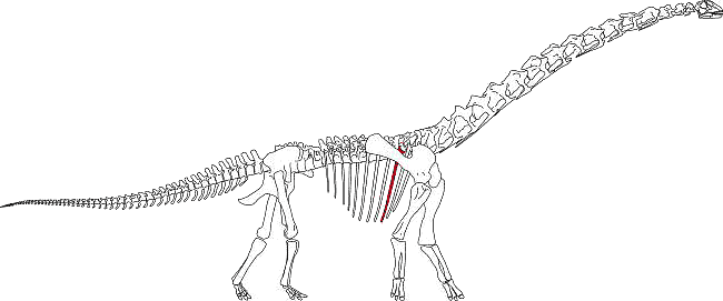 図5. 発見された部位