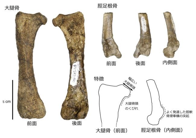 図1. 発見された化石とその特徴。（画像提供：西海市教育委員会／画像に関する問い合わせ先：森 浩嗣）