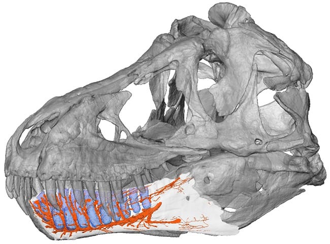 図．ティラノサウルス下顎内の血管神経管（オレンジ）
