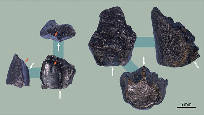 図3 発見された化石の図説