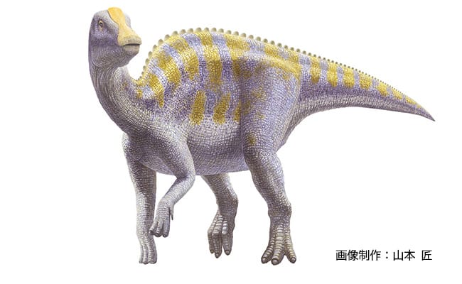 図5 進歩的なハドロサウルス上科の恐竜　画像提供：山本　匠
