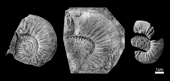 図1 新種のアマルチウス属アンモナイト、アマルチウス・オリエンタリスの化石