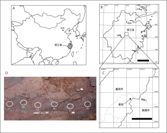 図1. A: 中国の地図, B: 浙江省の地図 (スケールは100
                    km), C: 足跡化石の発見場所 (スケールは10 km)，D: 発見された足跡化石の鳥瞰写真.