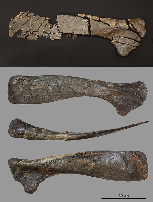 図1 ハドロサウルス上科の左肩甲骨の化石と複製