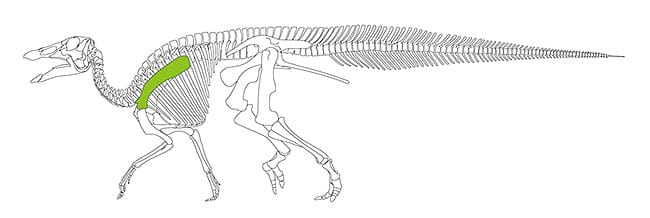 図3 ハドロサウルス上科の恐竜、エドモントサウルスの骨格参考図