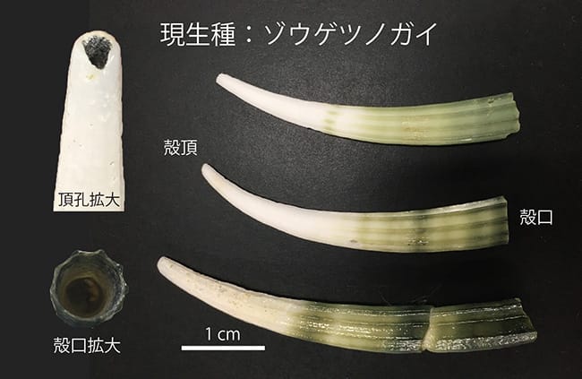 図1．ツノガイ類のかたち。大きさ約5㎝。角笛のような円筒形の殻をしている