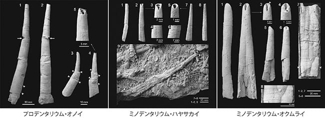 図2．本研究で提唱された新属新種のツノガイ類。各種とも大きさは15㎝—30㎝になる。