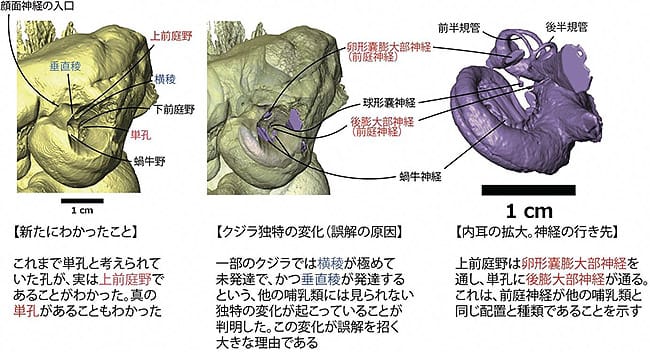 鯨類の基本的な耳骨の構造