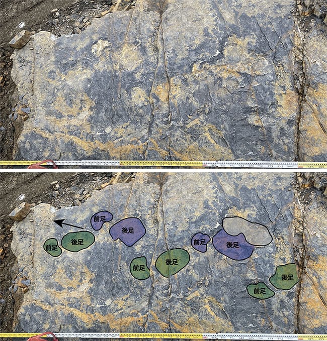 画像1．竜脚類の連続足印化石。下は足印を図示したもの（紫：右足、緑：左足、矢印：進行方向）。