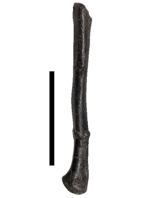 画像3-1．オルニトミモサウルス類の中足骨。スケールは5 cm。