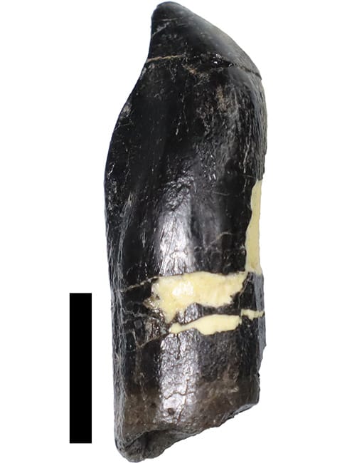 画像3-2．竜脚類の歯。スケールは1 cm。