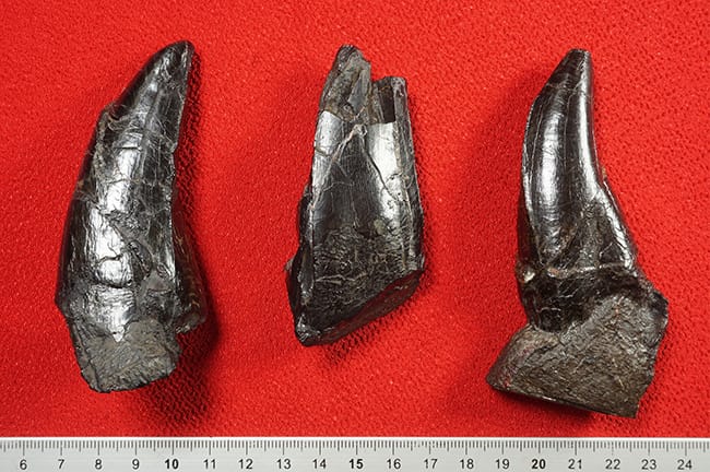 図3 新たな歯の化石（右）と、2015年公表の化石2点（左と中）