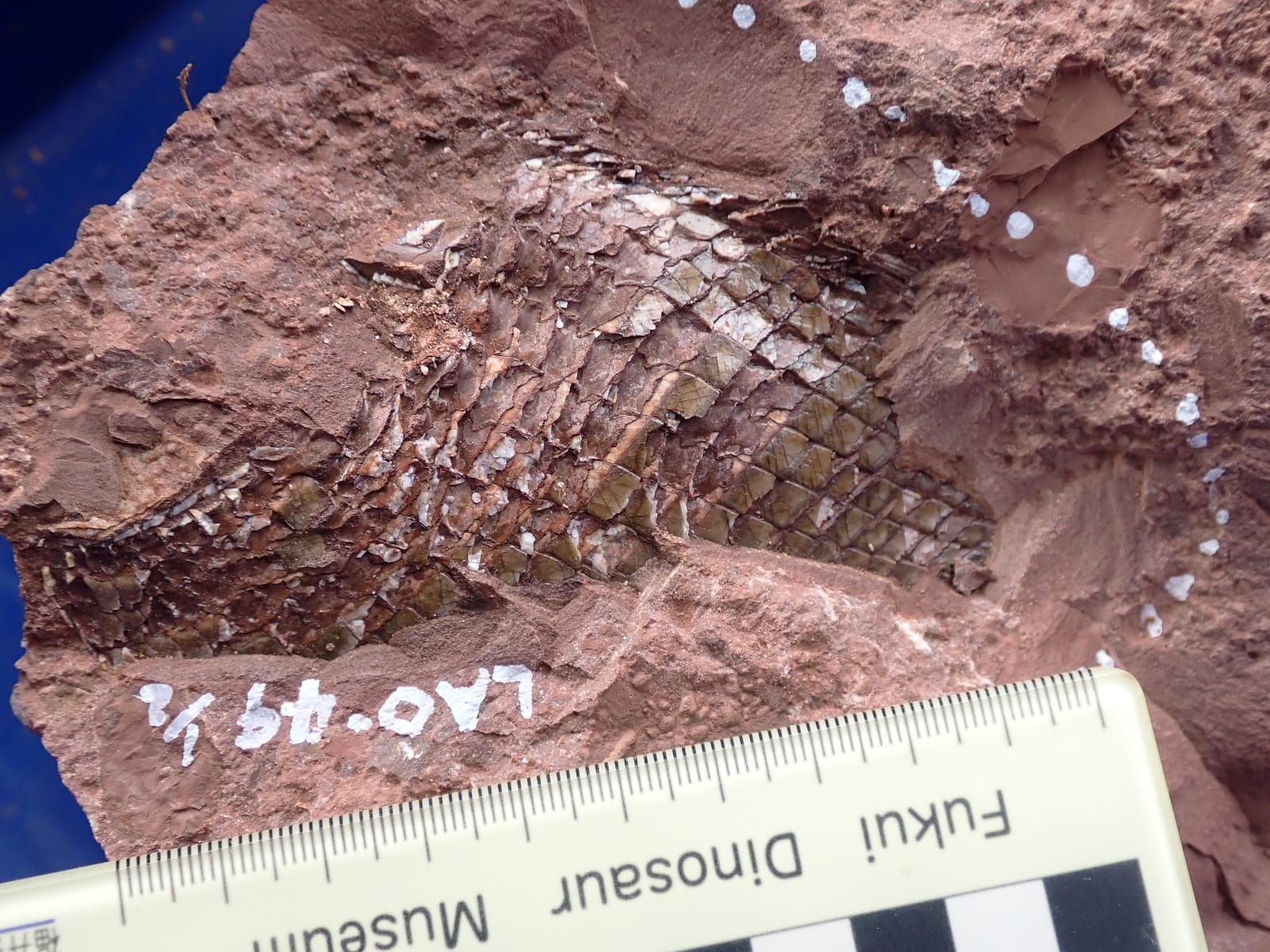 魚の化石です。菱形の鱗が見えます。