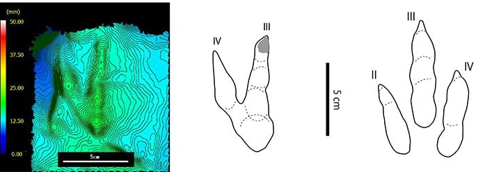 図2 北谷層から産出したデイノニコサウルス類の足跡化石の3D解析図