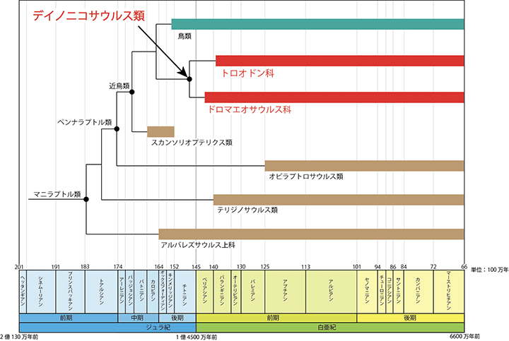 図3 デイノニコサウルス類の系統関係と生息年代