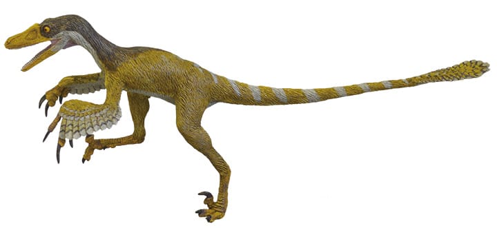 図4 前期白亜紀のデイノニコサウルス類シノルニトサウルスの生体復元模型　（参考／模型制作：荒木一成）
