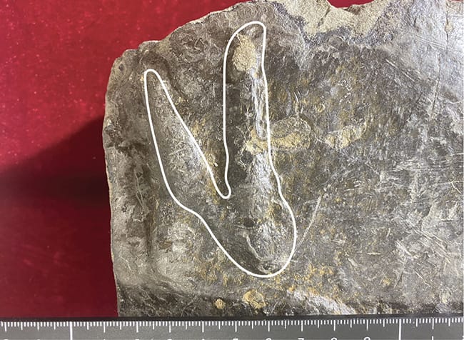 #化石 #動物足跡 国内初のデイノニコサウルス類の足跡化石について｜恐竜博物館の調査