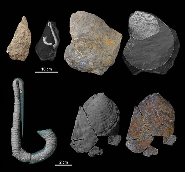 図１長崎市北浦町の後期白亜紀の軟体動物化石