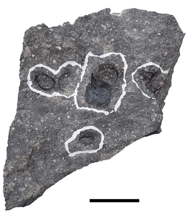 図１ 発見された化石（GCM-VP460）。白い枠で囲まれた黒い部分が骨化石。