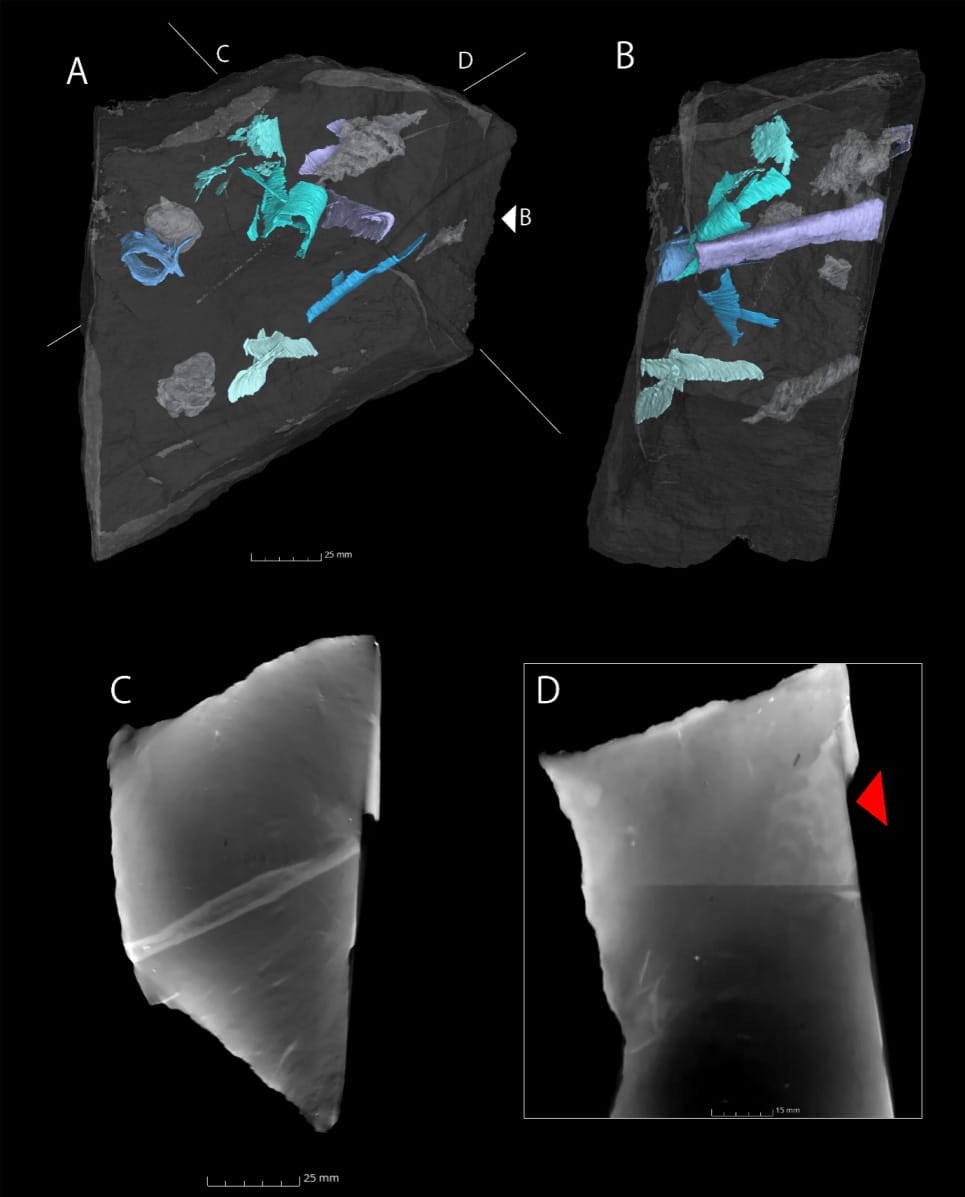 図３ ＡとＢ：CT画像から立体に復元した岩石中の翼竜化石。C：骨化石のCT画像、D：巻貝のCT画像。