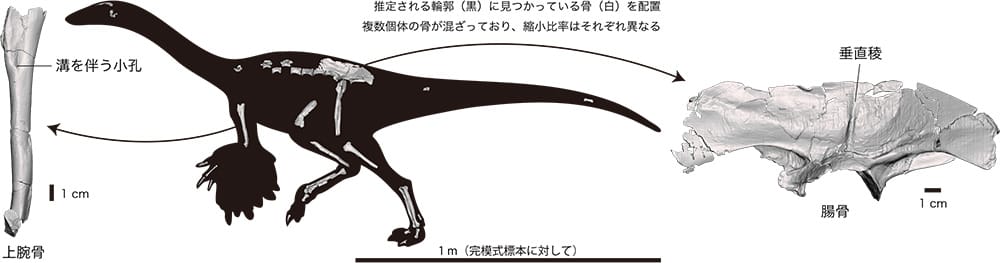 図２　ティラノミムスの発見部位と骨格の主な特徴