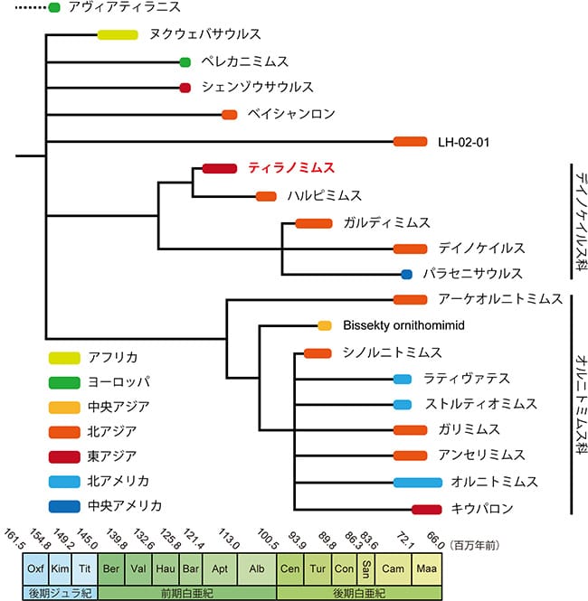 図３ オルニトミモサウルス類の系統図