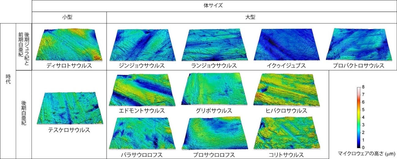 線状のマイクロウェアが見られる鳥脚類恐竜の歯の微小領域（100μm x 140μm）の三次元形状（久保氏提供）